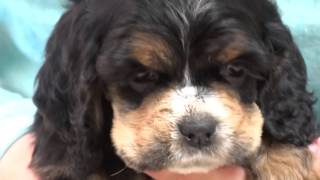 Hearthside Cocker Spaniel puppies - 6 weeks old