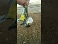 صيد طيور الزعرة الصفراء صيد طيور الزعرة الصفراء