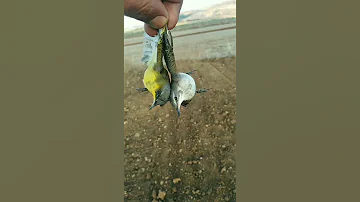 صيد طيور الزعرة الصفراء 