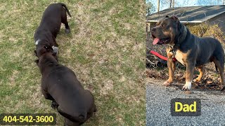 2 (Male) American Bullies! 🔥❤️