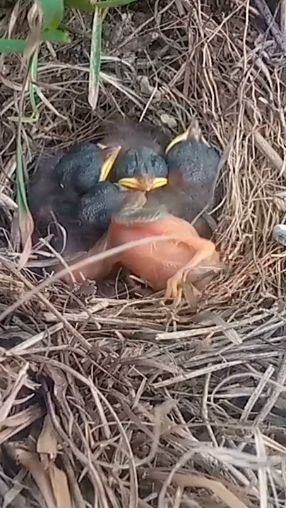 what did the baby go back to #trending #viral #shortfeed