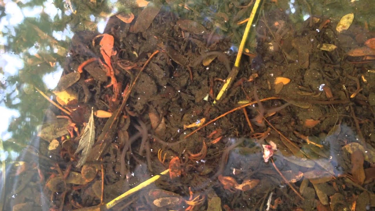 Gusanos de Agua YouTube Gusanos de Agua YouTube