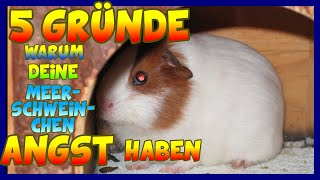 5 Gründe warum Dein Meerschweinchen Angst vor Dir hat. Kennst Du Sie?