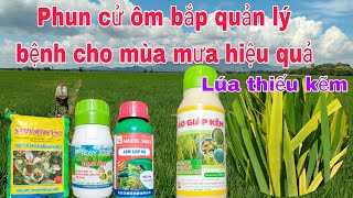 Giải pháp cứng cây dầy lá quản lý bệnh mùa mưa hiệu quả