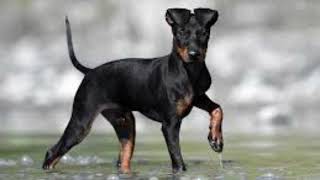 Heartwarming Video of Manchester Terrier: HD Quality