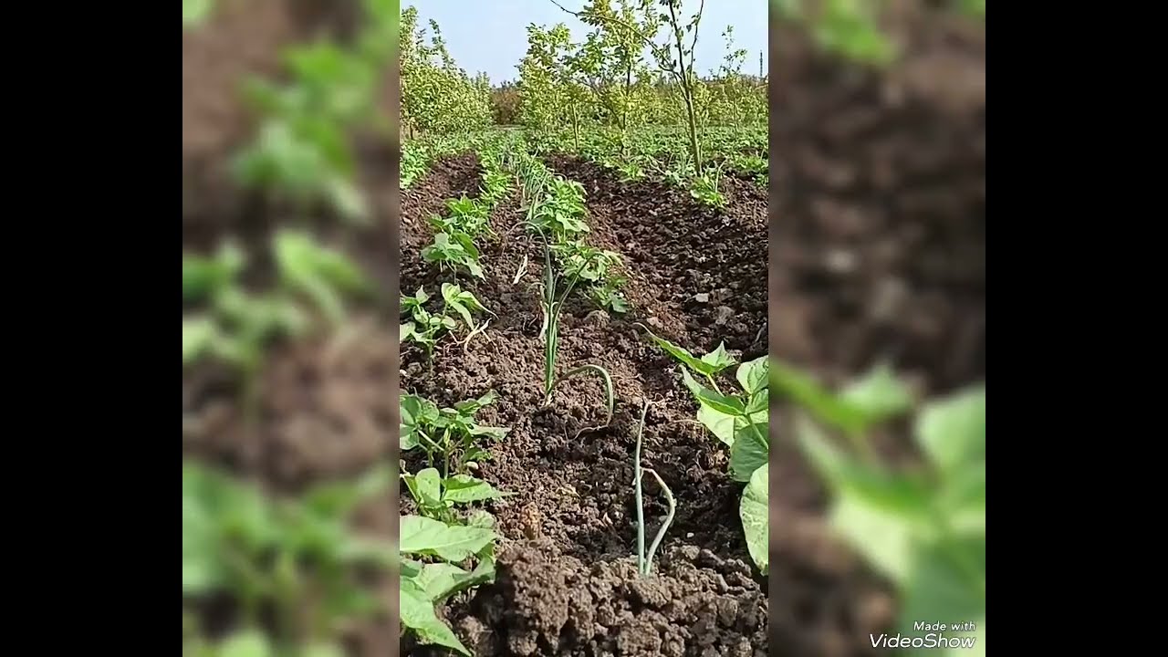 مواعيد زراعة الفاصوليا الصيفي ومواعيد الزراعة المناسبه للحصول على  نبات قوى