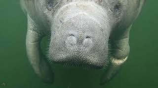 Manatees #1,005