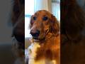 Love the smiley dog#dog#doglover#smiledog#dogvideos #fyp