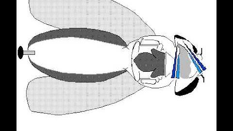 Adult drosophila whole brain / CNS dissection animation