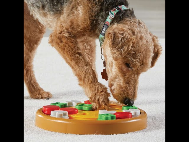 Doggy Brain Train Hera - Honden denkspelletjes - tui
