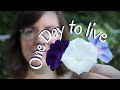 The Life of a Morning Glory - seed to flowering 🌱