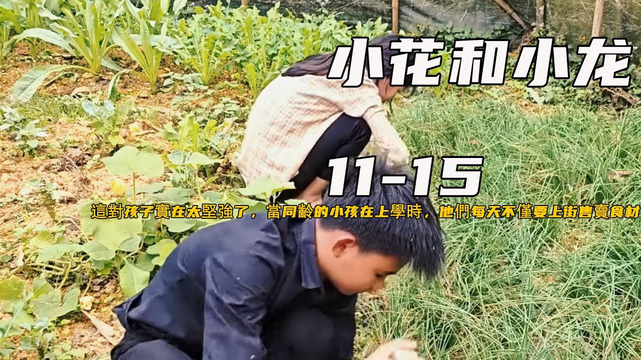 這對孩子實在太堅強了，當同齡的小孩在上學時，他們每天不僅要上街售賣食材，衣食住行都要自己來解決《小花和小龍》11-15