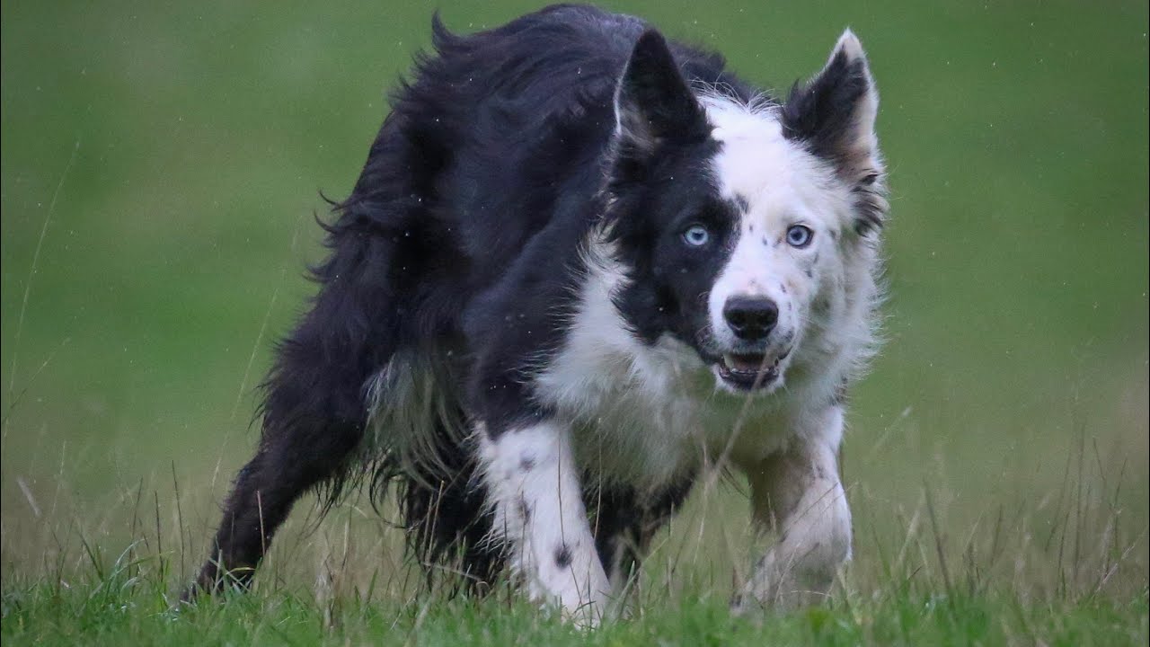 Acton Cap lot no 111, Dolgellau online sale 12th November (Mr.B.Morgan ‪+44 7535 988215‬)