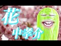 【歌ってみた】しっとりと「花 - 中孝介」を歌い上げる新人Vtuber嬉野ピクルス