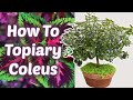 How To Topiary COLEUS