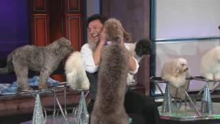 November 19, 2017 - Olate Dogs - America's Got Talent Season 7 Winners