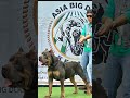 Asia Bigdog Kennel ยักษ์ใหญ่วงการสุนัขไทย #exotic #petshub #animals #dog #doglove #animals #bigdog