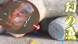 こんな所に幻の高級魚が・・・