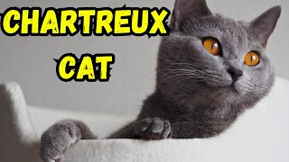 Chartreux Cat Pros And Cons | The Good And The Bad