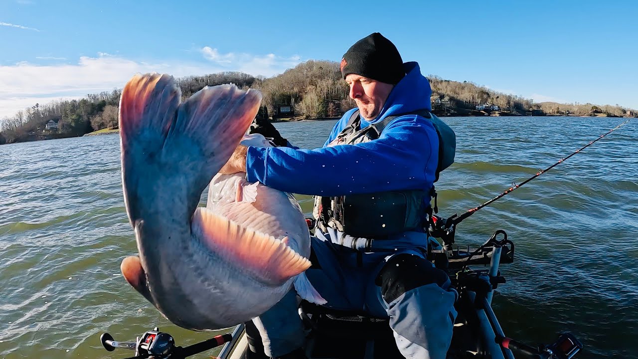 SUMO Size Catfish Could Not Be Stopped 