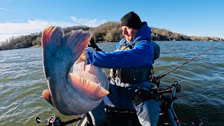 SUMO Size Catfish Could Not Be Stopped