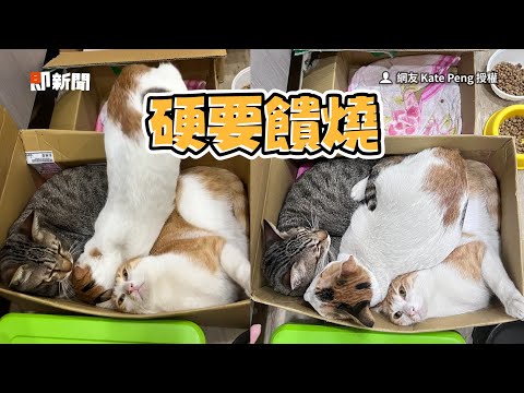 天冷冷躺一起取暖😻 3浪貓擠紙箱「饋燒」｜寵物動物｜貓咪｜精選影片