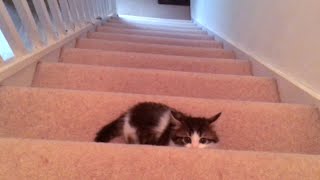 Tobie the kitten having fun on the stairs