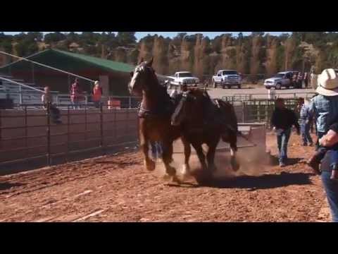 Cedar Livestock Festival