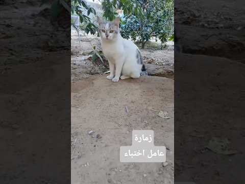 هاد القط مش اجتماعي اطلاقا