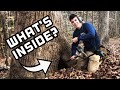    Metal Detecting! You Won't Believe What I Found Inside This Tree! *Civil War*