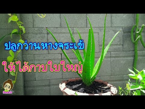 ปลูกว่านหางจระเข้ให้กาบใหญ่ How to grow big Aloe Vera