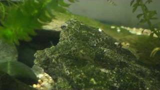 不知名的魚----宜蘭五峰旗撈的