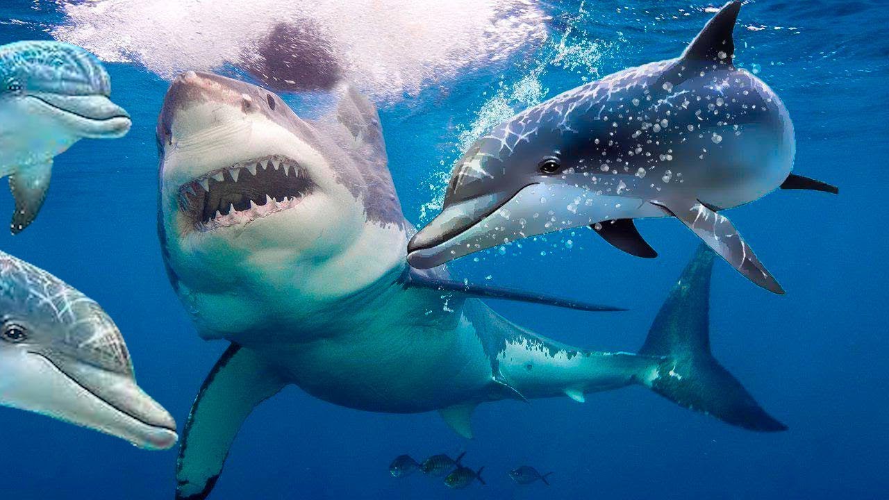 Белая акула всегда уплывает при виде дельфинов и вот почему - YouTube
