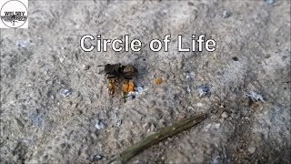 Circle Of Life ... Thoreau would be proud!