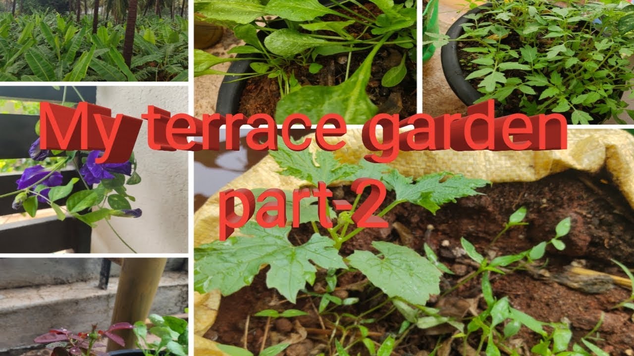 Terrace Gardening | Gardening | How to start a Terrace Garden - YouTube