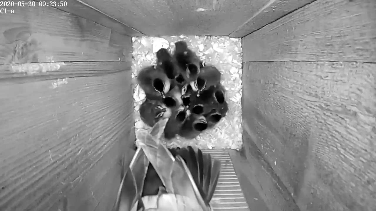 Wood Duck Jump Day 5/30/2020 inside view YouTube