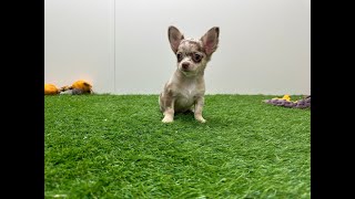 🐶 Chihuahua 🐶 reu 🐶 PUP ID 002024432 🐶
