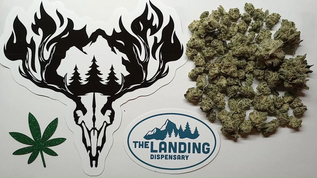 Hillfire Strawberries & Cream Budlets Flower Review