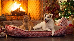 Fireplace Christmas on FREECABLE TV