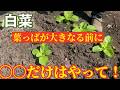 【白菜】葉っぱが大きくなる前に必ずやるべきこと