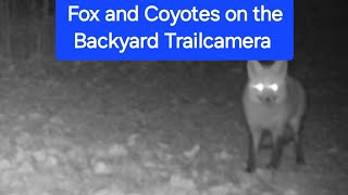 Red Fox and Coyote Trail Cam Videos/Wildlife/Game Camera