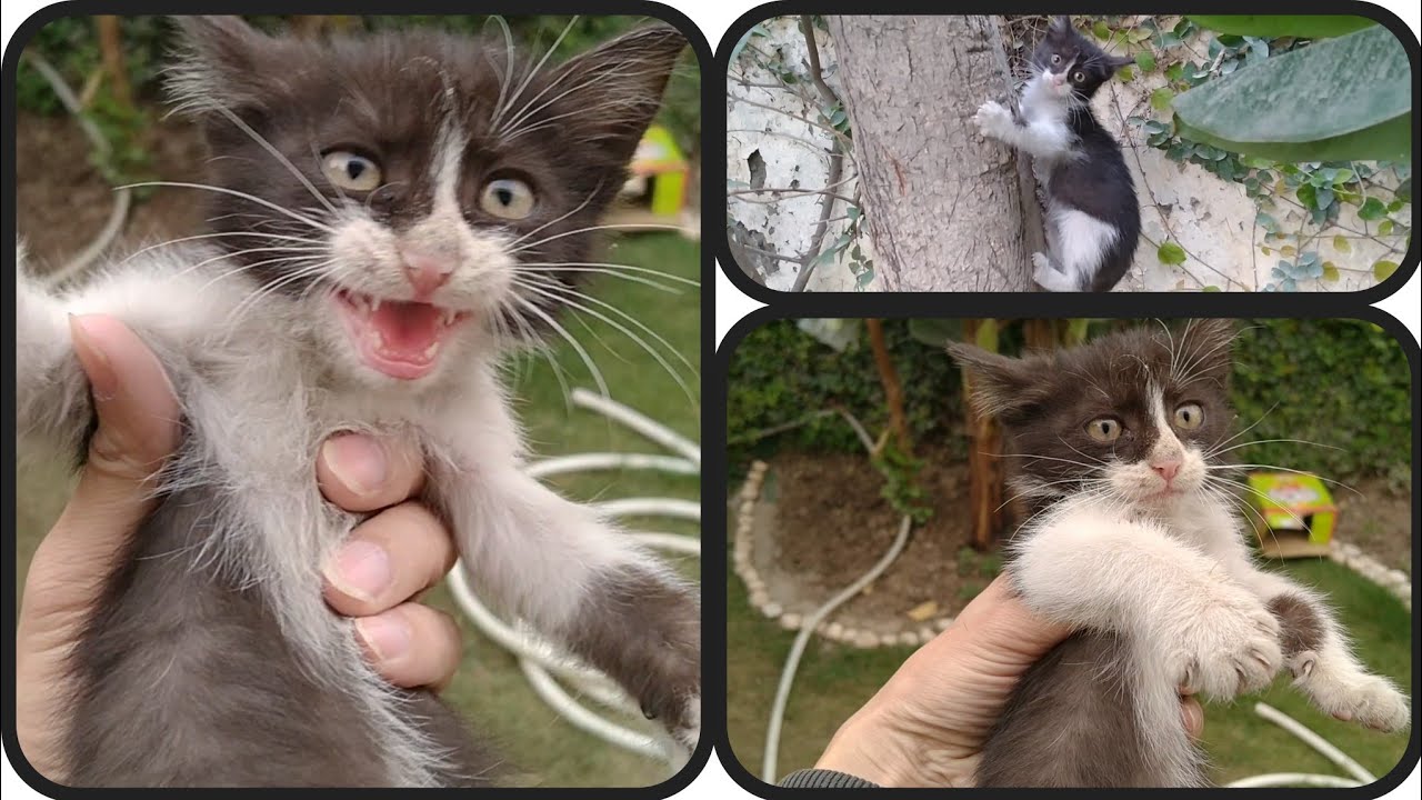 Rescue Orphan Kitten Is Alone But She Is Looking Happy She Is Learning