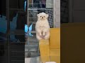 Fluffy Dog's Daily Climb to Sofa Throne