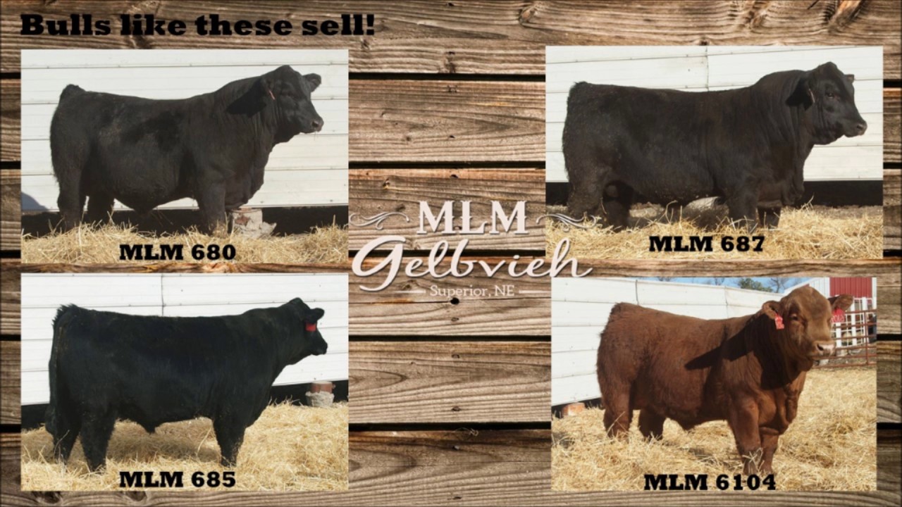 MLM Introduction Video 2017