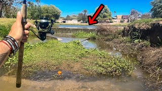 Exploring Urban Ponds With Ultra Light Tackle!