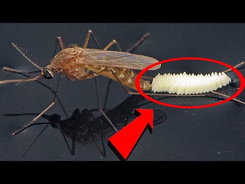 Video: Muỗi Rừng ăn Gì?