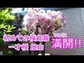 盆栽旭山桜ついに満開!! Cherry blossom bonsai