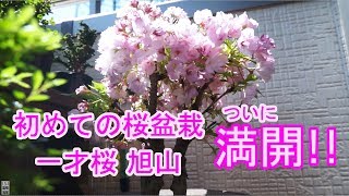 盆栽旭山桜ついに満開!! Cherry blossom bonsai