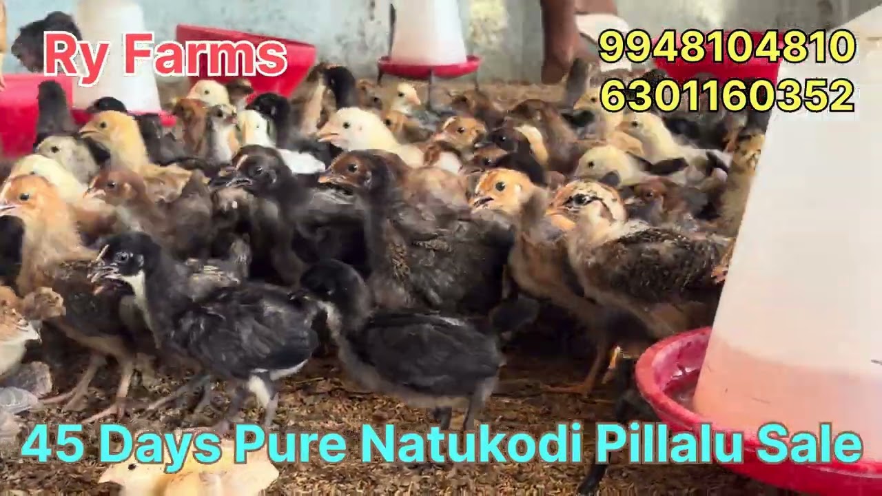 45 డేస్ నాటుకోడి పిల్లలు సేల్ 9948104810 Raju Reddy Delivery available 