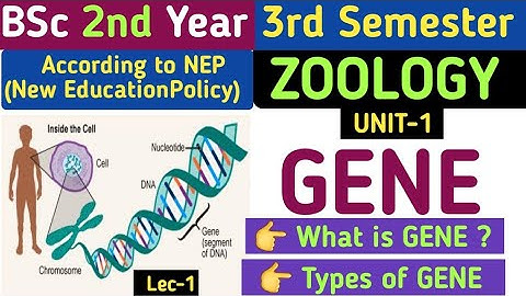 BSc 2nd Year 3rd Semester Zoology Unit 1 Process of Transcription// What is GENE/Types of Gene//Gene